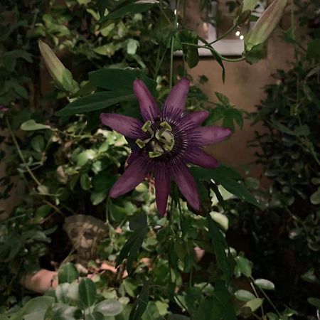 Little Vine Bed & Breakfast Sant Pere De Ribes Exterior foto