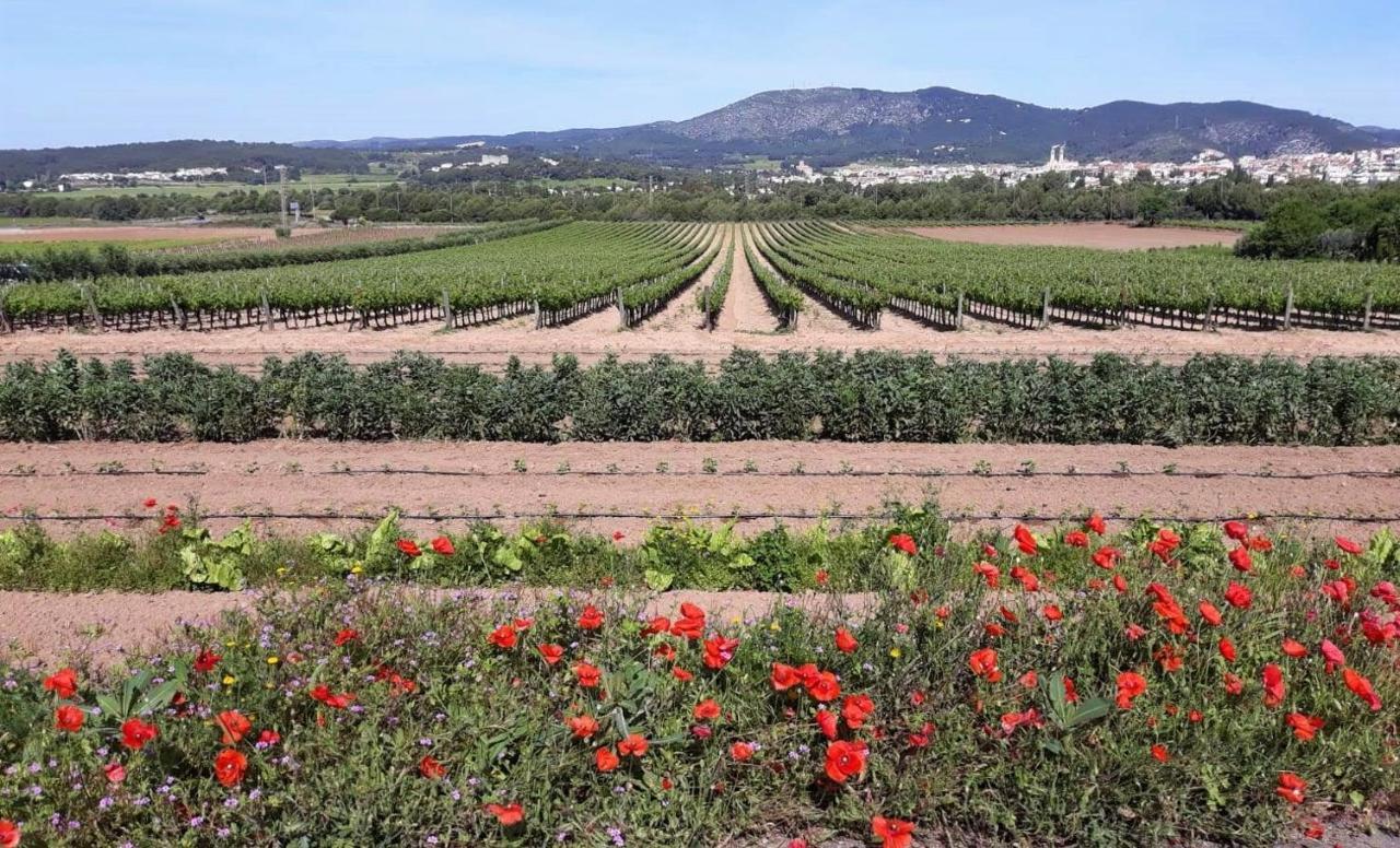 Little Vine Bed & Breakfast Sant Pere De Ribes Exterior foto